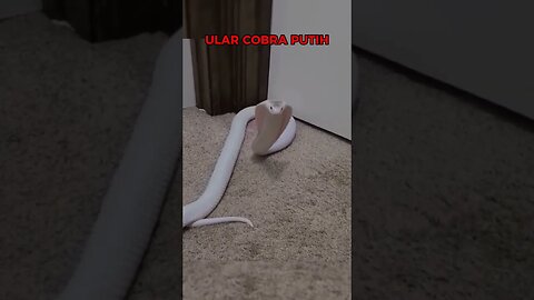 ular cobra putih #shorts #cobra #snake
