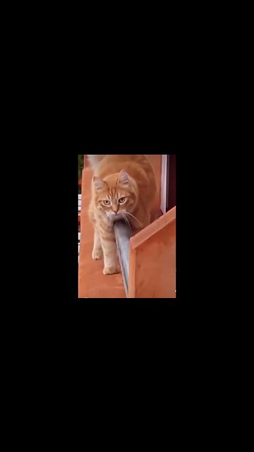 Cat Wiggle #funnyshorts #caturday
