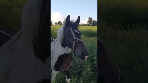 How To Wear A Halter On A Horse #shorts #animals #country #horse