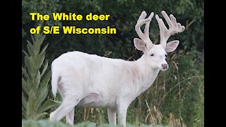 The White Deer of SE Wisconsin