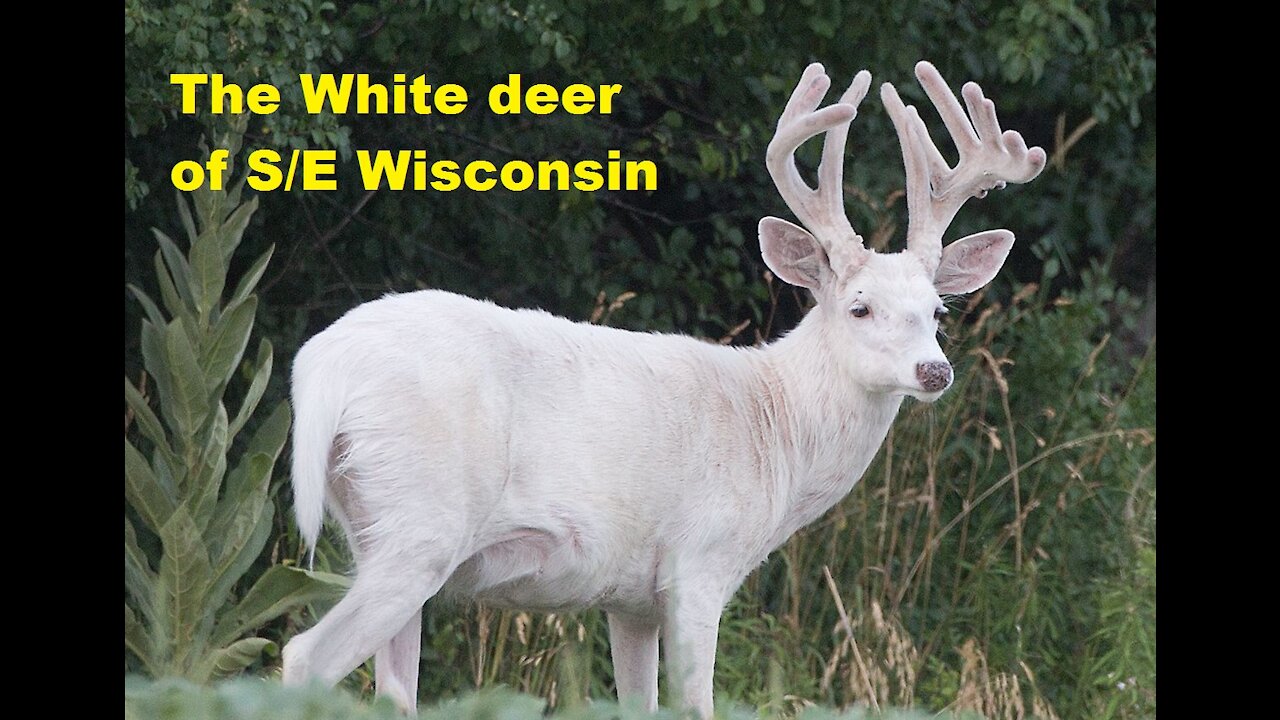 The White Deer of SE Wisconsin