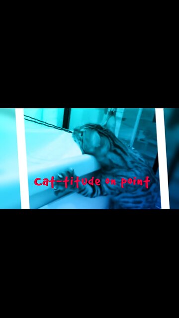 Cat-titude on point 😼😹