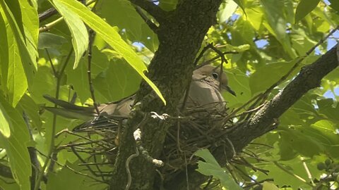 Don't mind me. I am just nesting here