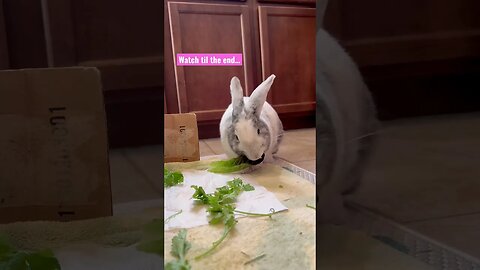 Bunny 🐇 enjoys morning snacks 🥬 Rabbito Banana ASMR🍌