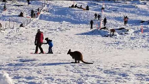 Wallaby passeia pela neve na Tasmânia