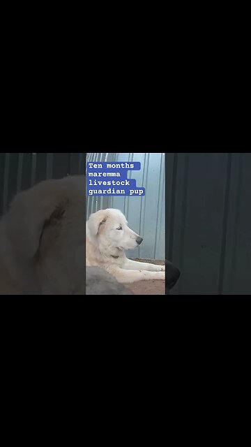 Livestock guardian pup. Maremma