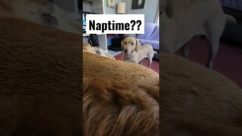 Nappin' with dogs... #naptime #overloadcuteness #lifewithdogs