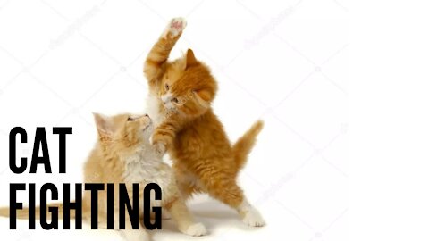 CAT FIGHTING BOXING