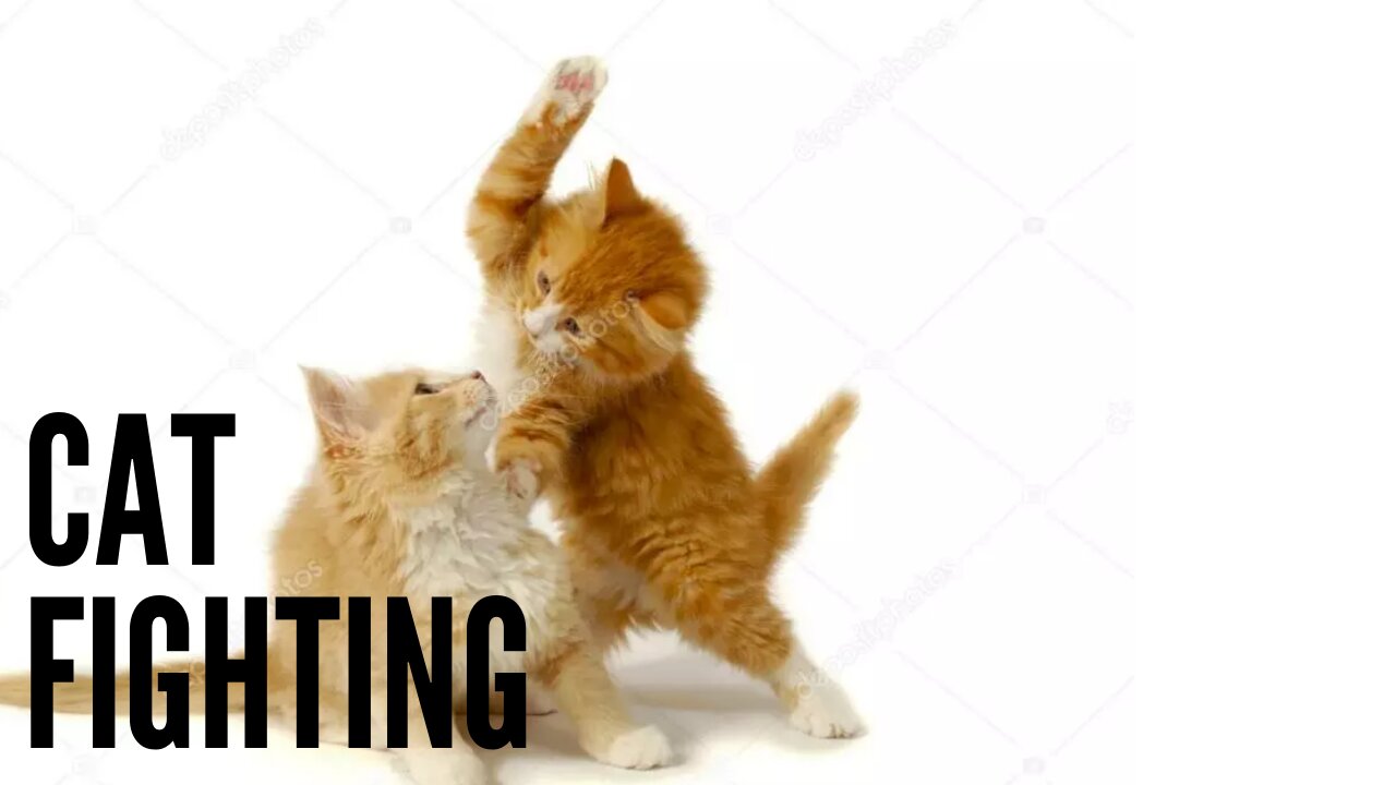 CAT FIGHTING BOXING