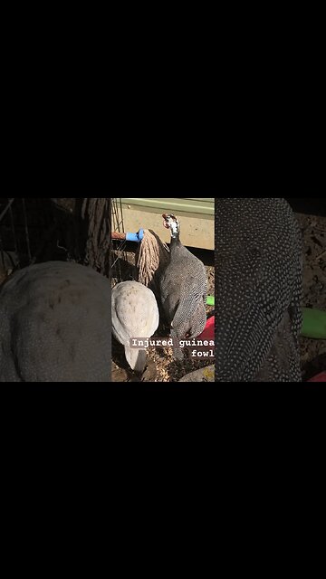 Injured guinea fowl eats with friend in quiet nook