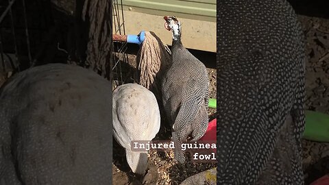 Injured guinea fowl eats with friend in quiet nook