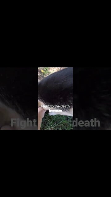 Maple is a bully Sometimes #shorts