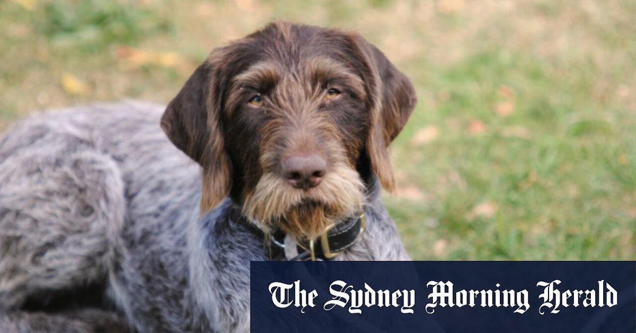 Rescue Does In NO KILL SHELTER Slaughtered By Aussie Government! - THE CORRECT VIEWS 09/02/2021