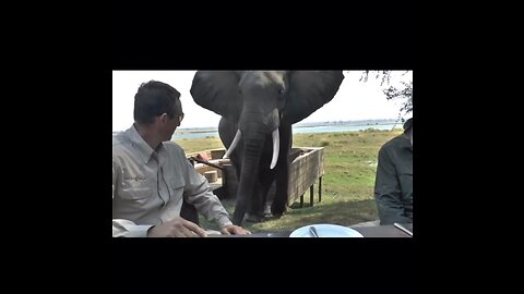 'Zoo': When Animals Fight Back And Take Revenge On Humans🐾