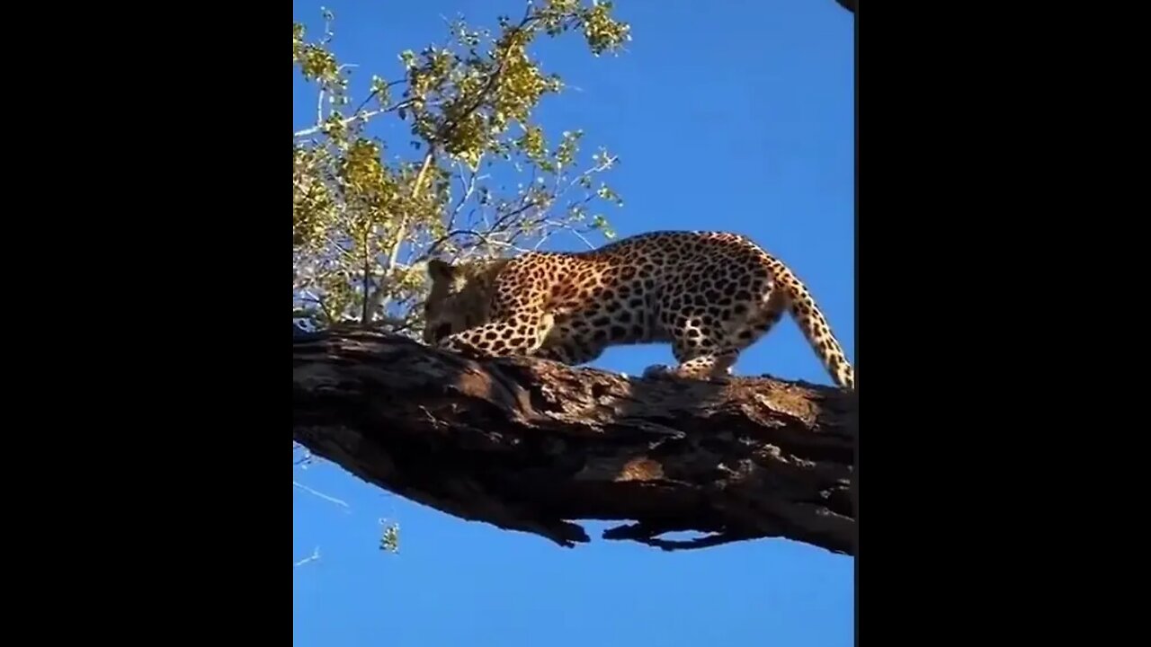 Most viewed video in 2022