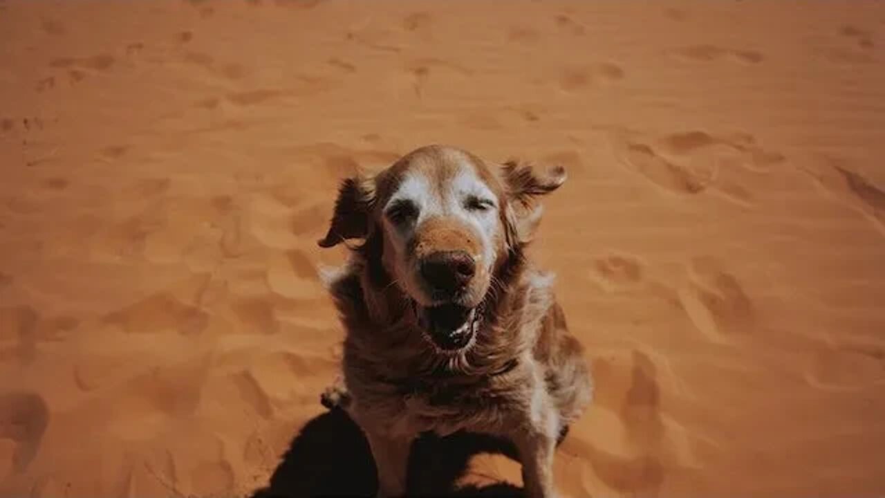 GOLDEN RETRIEVER PODE TER AUTISMO?