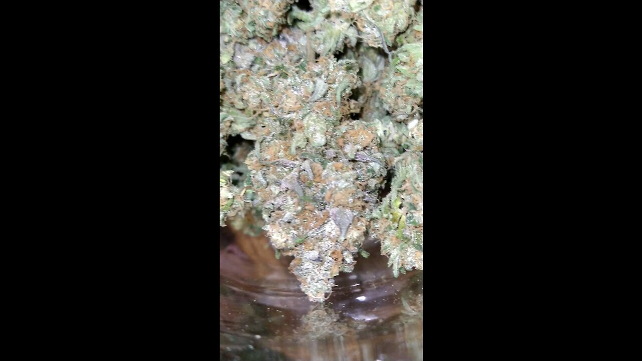 Black Wizard #1 Scapegoat genetics Homegrown