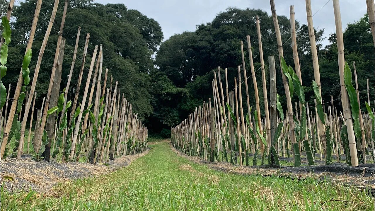 As Pitayas estão Crescendo?