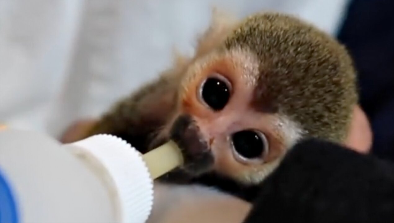 Baby Squirrel Monkey Abandoned & SAVED