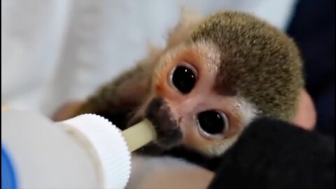 Baby Squirrel Monkey Abandoned & SAVED