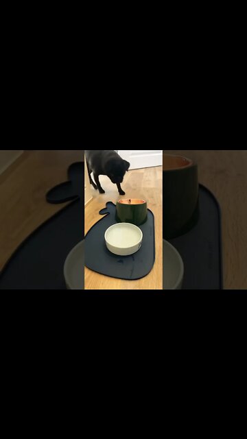 My morning routine 🥰 #shorts #puglover #pug #puglover