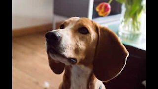 Beagle fica com a cabeça presa em caixa de comida