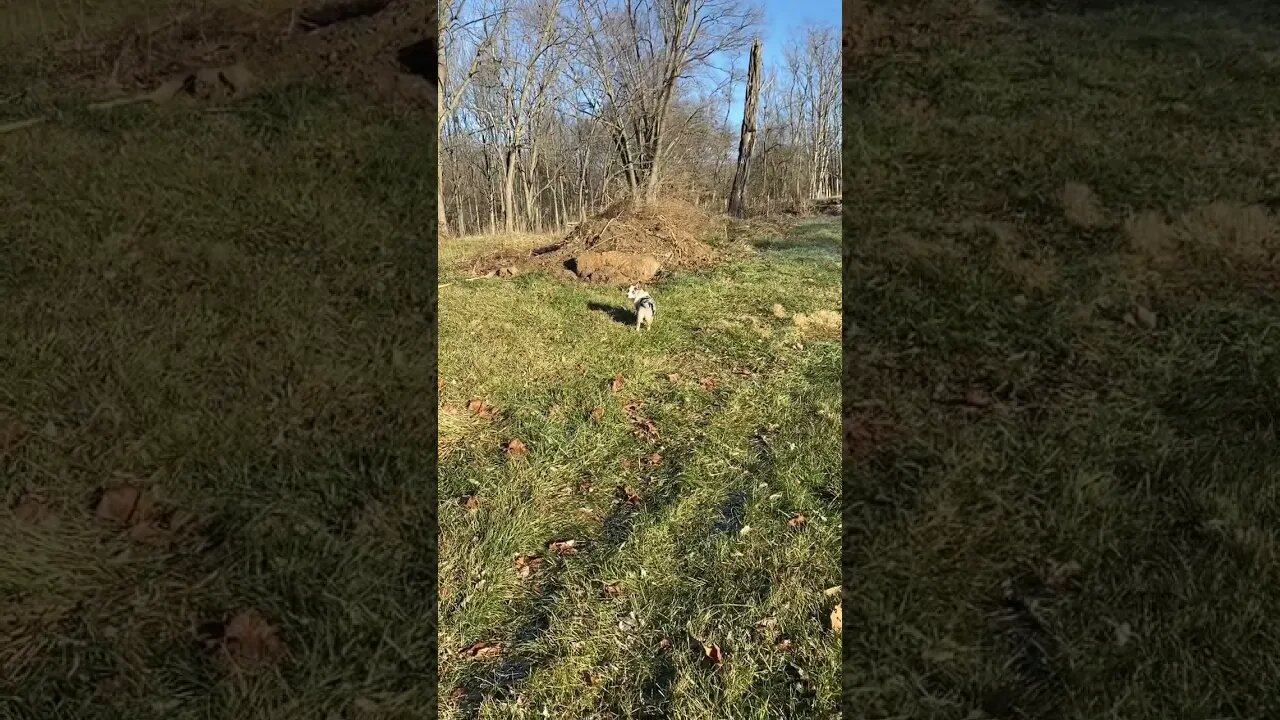 😊🐶 American #corgi is so happy to be able to explore again after surgery. #farmlife #cute #corgi