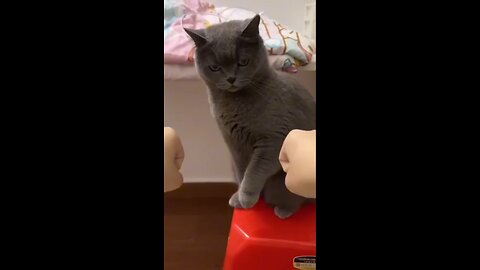 Cat 🐈 funny comedy videos entertainment