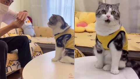 Cute and Funny Baby Cat Videos Compilation #1