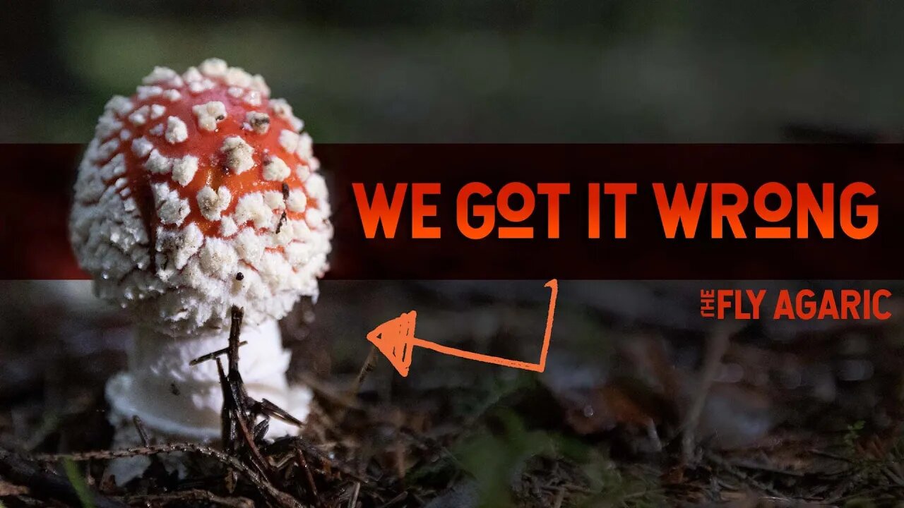 The Misunderstood Magical Mushroom - Amanita muscaria (Fly Agaric)