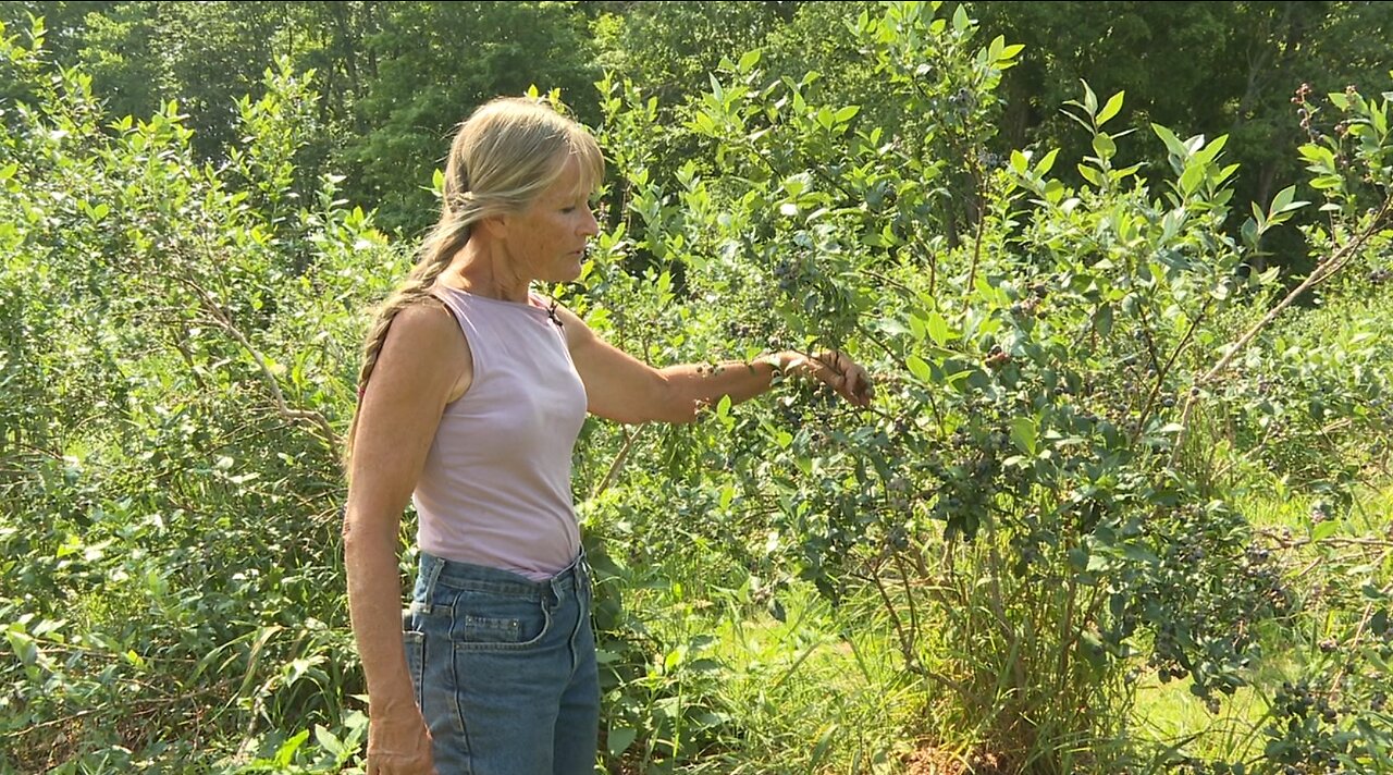 Farm in East Aurora welcoming blueberry pickers by the bushel