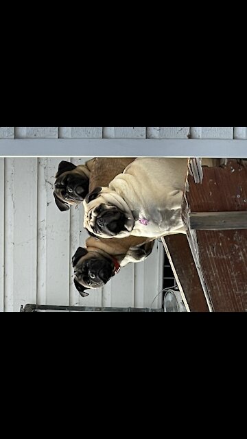 Pugs chasing each other