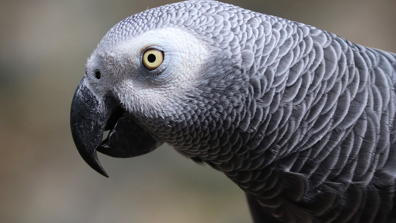 African Grey | Top 5 Shock Facts