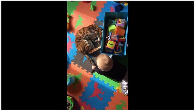 Impressively tolerant cat plays with baby