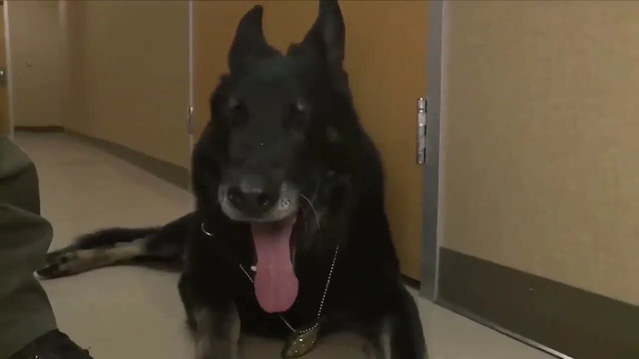 K9 Arrested for stealing a sandwhich