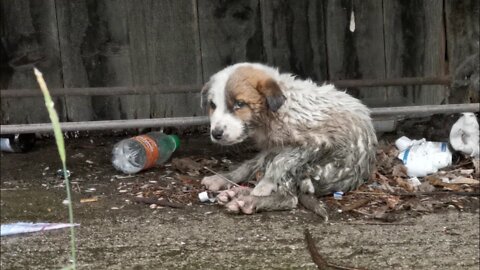 Abandoned puppy in terrible condition crying for help