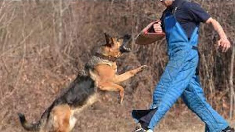 Teaching dogs to guard people and objects