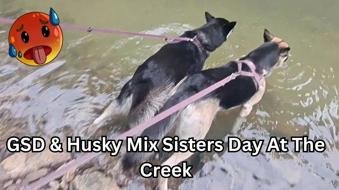 The Secret to Keep Shepsky Sisters Happy in a Heatwave | Maple & Freya