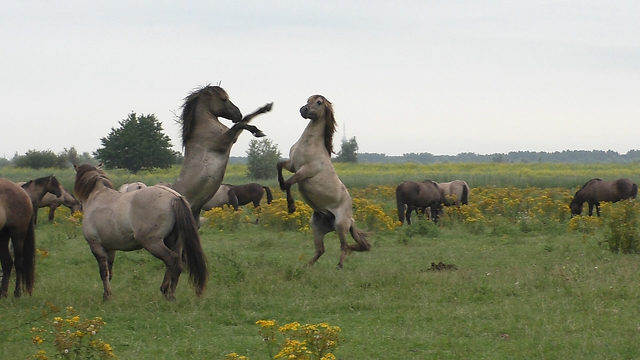 Majestic wild horses battle it out for herd leadership