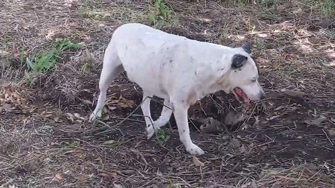 Hanging Outside With 9 Pitty Bulls