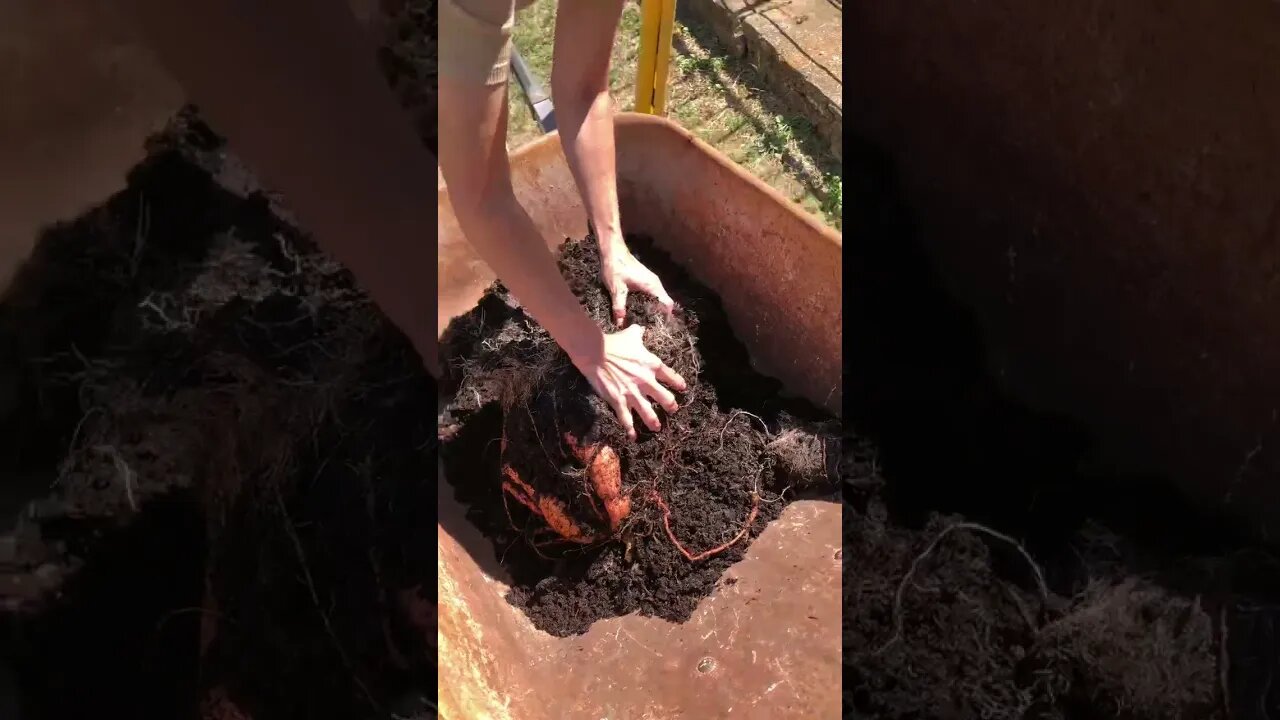 SWEET POTATO Bucket Gardening Harvest! 😃🍠🍠🍠 #shorts #viral #tiktok #trending