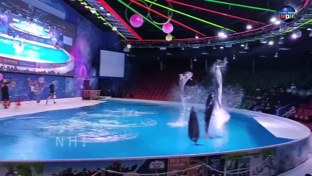 Dolphin Show in Dubai FULL VIDEO | Sea World's Dolphin Show Live