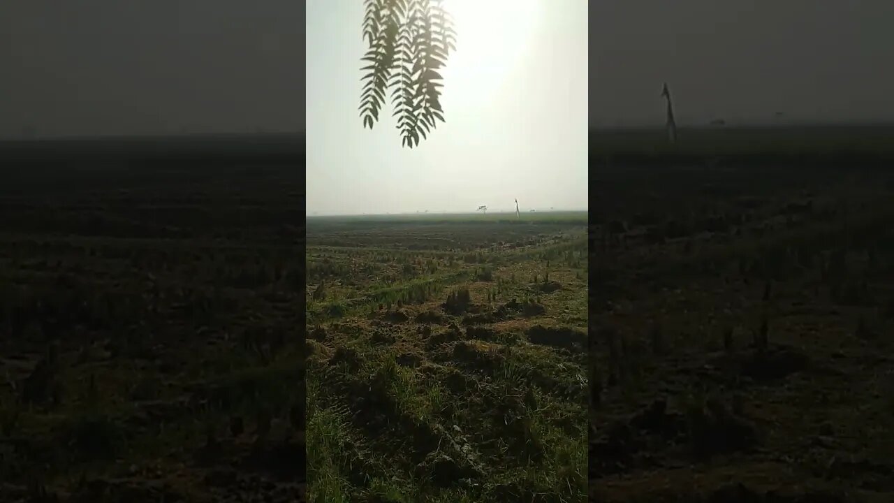 Sawah Yang Luas di pagi hari