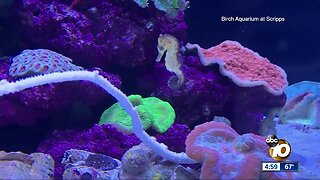 Birch Aquarium opens new exhibit