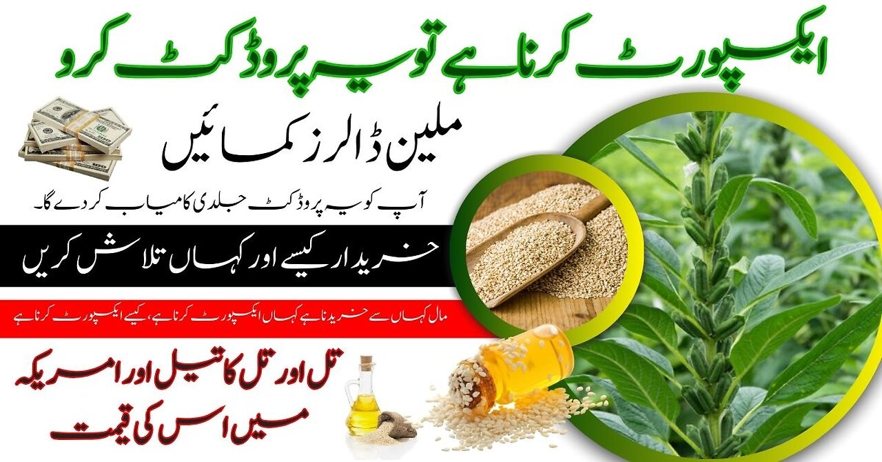 How to Export Sesame Seed from Pakistan | Sesame Seeds Oil Export | Sesame Farming in Punjab | SX9