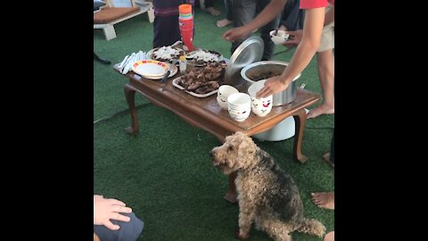 Oscar the dog hosts a dinner party