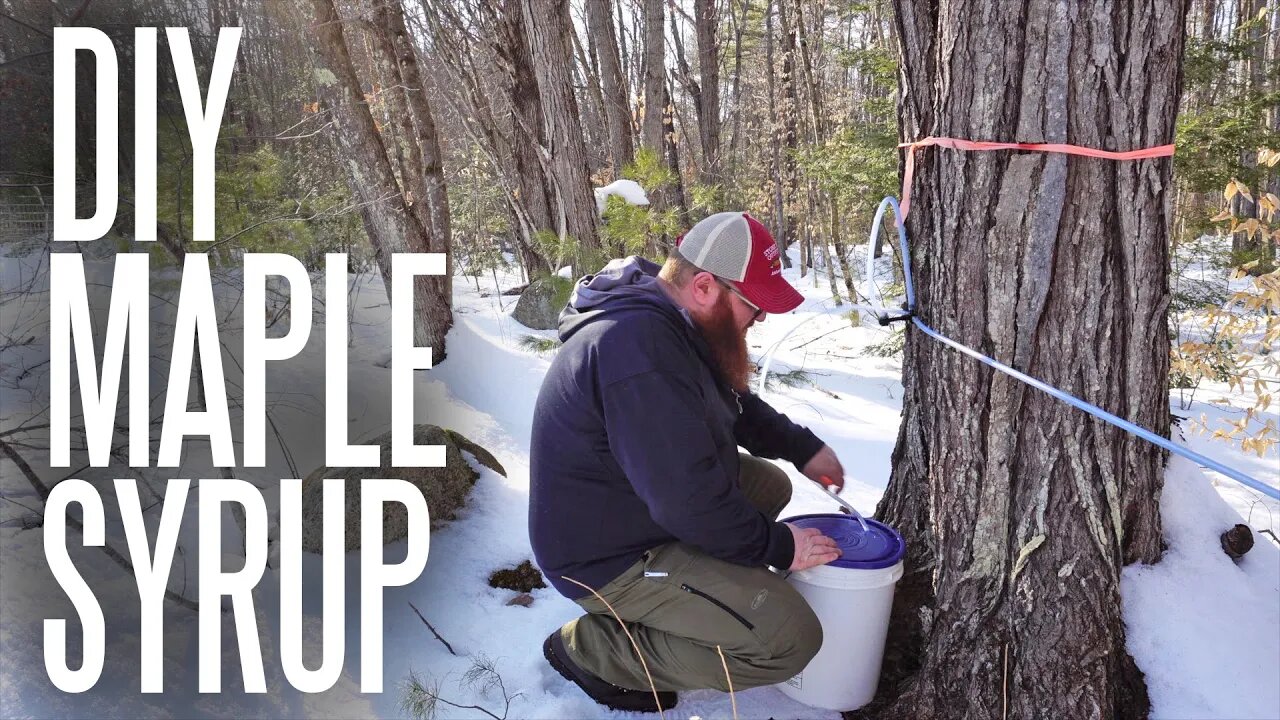 NH Homestead Maple Syrup Part 1: The Sap is Running!