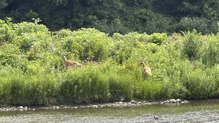 White Tail Deer at Lambton's Golf course