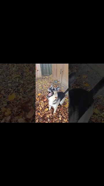 Maple Living Her Best Life #shorts #doggo #shepsky