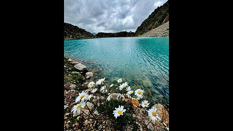 💛 Mountain flowers are so beautiful!